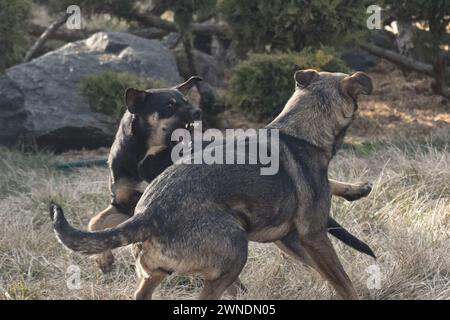 gruppo di cani felici collie di confine seduti sull'erba in estate Foto Stock