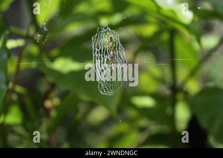 Un ragno di genere Cyclosa noto come Trashline Orb weaver è perfettamente mimetizzato nel mezzo della sua unica rete di ragni dalla forma unica tra gli insec catturati Foto Stock