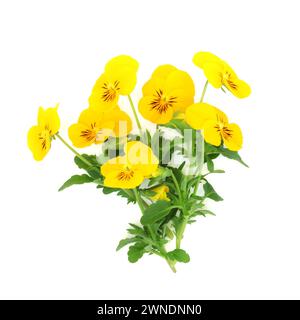 Fiori di viola pansy gialli su sfondo bianco. Cibo sano e decorazione decorazione decorazione alto in vitamina A e C simbolo di speranza e felicità. Foto Stock
