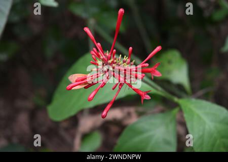 Vista ad alto angolo di una falena di colore arancione di forma triangolare seduta sotto un bocciolo di fiori rosso cerato (Odontonema tubaeforme) su un gruppo di fiori Foto Stock