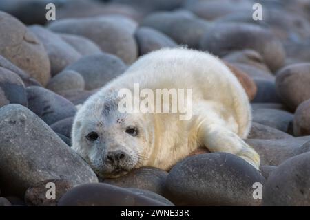Cuccioli di foca grigia appena nati in attesa del ritorno della madre per dargli da mangiare. Trovato su una spiaggia a Berwickshire, Scozia, Regno Unito Foto Stock