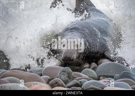 Big Bull Seal arriva a terra. Questo maestro di spiaggia governò i diritti di accoppiamento su una spiaggia nel Berwickshire, Scozia, Regno Unito. Foto Stock