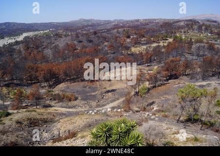 Vegetazione bruciata al centro dell'isola di Rodi, dopo gli incendi nel luglio 2023 Foto Stock