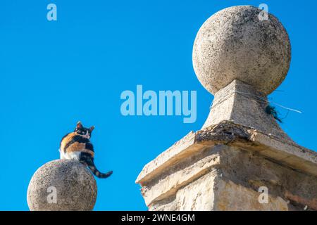 Calico gattino su palla di pietra. Foto Stock