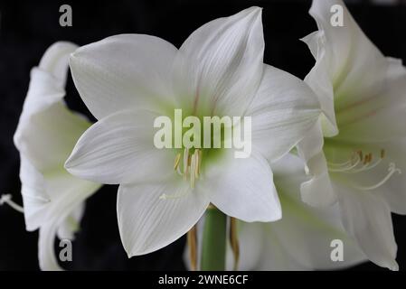 Primo piano di un bellissimo fiore di Ippeastro della varietà Artic White su sfondo nero Foto Stock