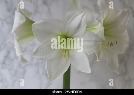 Primo piano di un bellissimo fiore di Ippeastro della varietà Artic White su sfondo bianco Foto Stock