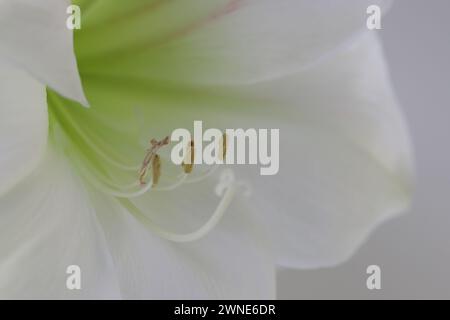 Vista ravvicinata di stami con polline maturo in un fiore di ippeastro bianco Foto Stock