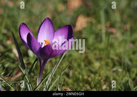 Primo piano di un singolo Crocus tommasinianus viola in un prato, copia lo spazio sul lato destro Foto Stock