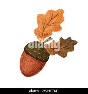 Il cartone animato Acorn ha isolato l'illustrazione autunnale su sfondo bianco. Frutta di quercia. Per adesivi, stampa, cartoncino, motivo Foto Stock