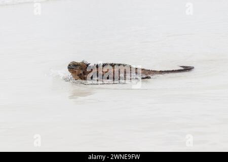 Iguana marina a piedi attraverso acque poco profonde su una spiaggia di sabbia bianca nelle Isole Galapagos, Ecuador. Foto Stock