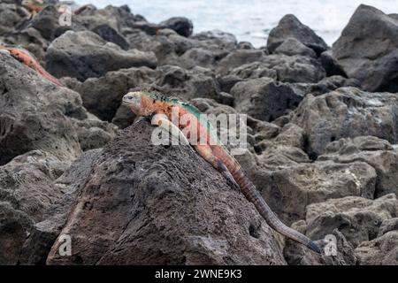 Colorata iguana marina che dorme sulla roccia lavica nera nelle Isole Galapagos, Ecuador. Foto Stock