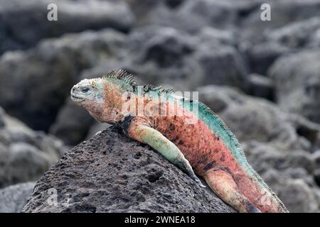 Colorata iguana marina che dorme sulla roccia lavica nera nelle Isole Galapagos, Ecuador. Foto Stock