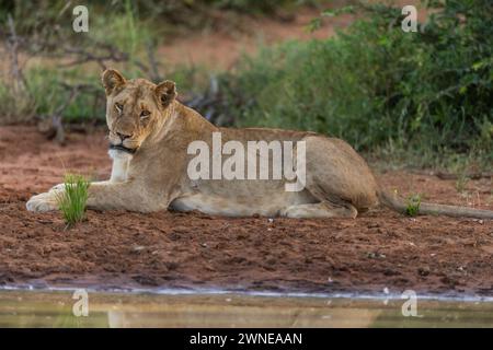 Lions Foto Stock