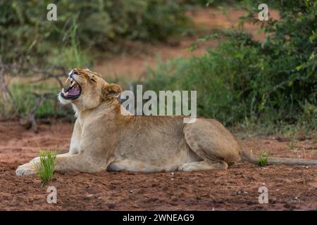 Lions Foto Stock