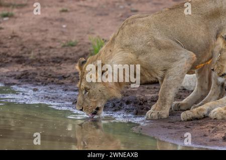 Lions Foto Stock