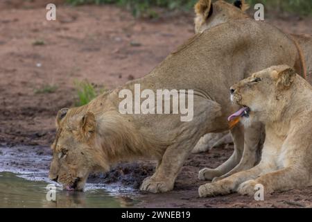 Lions Foto Stock