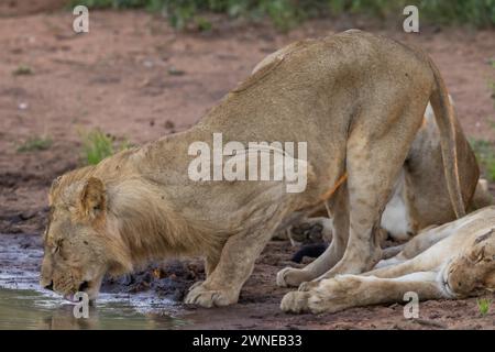 Lions Foto Stock