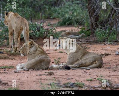 Lions Foto Stock