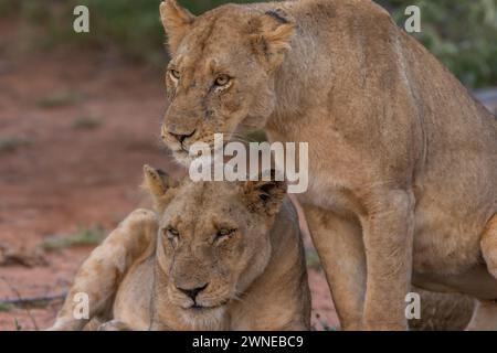 Lions Foto Stock