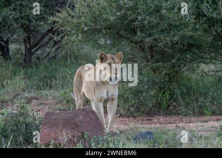 Lions Foto Stock