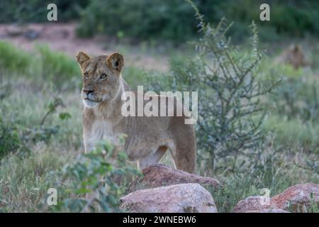 Lions Foto Stock