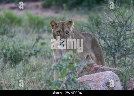 Lions Foto Stock