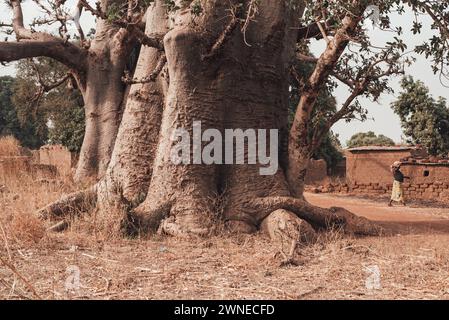 Ouagadougou, Burkina Faso. Dicembre 2017. Baobab gigante ai margini di un villaggio agricolo Foto Stock