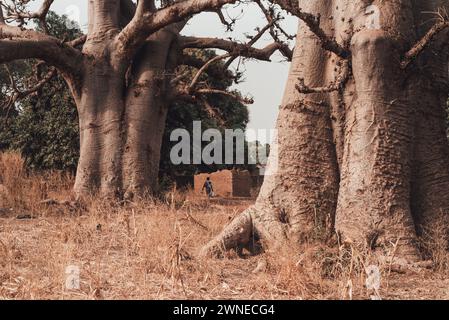 Ouagadougou, Burkina Faso. Dicembre 2017. Baobab gigante ai margini di un villaggio agricolo Foto Stock