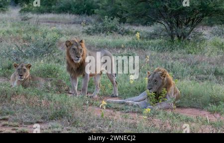 Lions Foto Stock