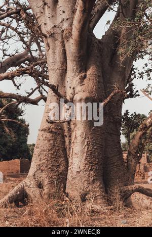 Ouagadougou, Burkina Faso. Dicembre 2017. Baobab gigante ai margini di un villaggio agricolo Foto Stock