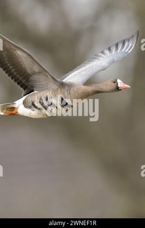 graue Winterzeit... Blässgans Anser albifrons am Niederrhein, überwintert in Deutschland,arktische Wildgans im Flug, details reiche Nahaufnahme, heimische Vogelwelt, Tierwelt, Natur *** Oca bianca Anser albifrons , in volo, volando di fronte ad un enorme vecchio albero senza foglie, tipico umore invernale grigio, fauna selvatica Europa. Nordrhein-Westfalen Deutschland, Westeuropa Foto Stock