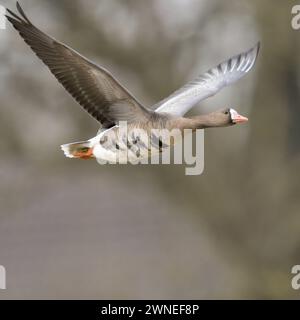 graue Winterzeit... Blässgans Anser albifrons am Niederrhein, überwintert in Deutschland,arktische Wildgans im Flug, details reiche Nahaufnahme, heimische Vogelwelt, Tierwelt, Natur *** Oca bianca Anser albifrons , in volo, volando di fronte ad un enorme vecchio albero senza foglie, tipico umore invernale grigio, fauna selvatica Europa. Nordrhein-Westfalen Deutschland, Westeuropa Foto Stock