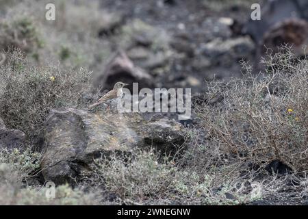 Il pipito di Berthelot (Anthus berthelotii), Teguise, Lanzarote, Isole Canarie, Spagna Foto Stock