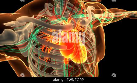 Umano Sistema circolatorio Anatomia cardiaca Foto Stock