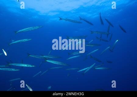 Scuola di pesce, gruppo, scuola di barracuda (Sphyraena sphyraena) nel Mar Mediterraneo vicino a Hyeres. Sito per immersioni nella penisola di Giens, Costa Azzurra Foto Stock