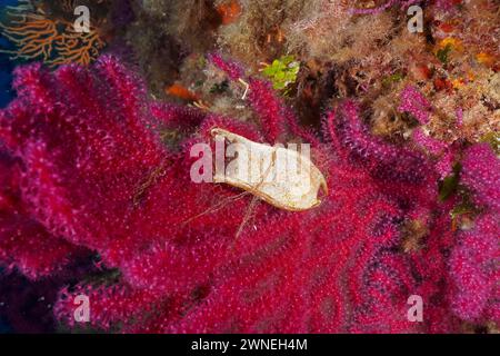 Capsula di uovo di levriero (Scyliorhinus stellaris) attaccata alla frusta violescente (Paramuricea clavata) con polipi aperti nel Mar Mediterraneo Foto Stock