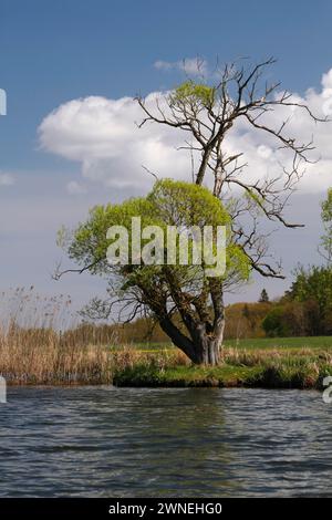 Alberi di salice sulle rive del Peene, salice morente, bosco morto, parco naturale Peene Valley River Landscape Park, Meclemburgo-Pomerania occidentale Foto Stock