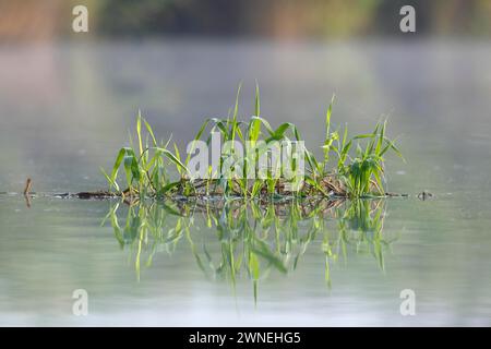 Vegetazione galleggiante sulla Peene, isola galleggiante, parco naturale Flusslandschaft Peenetal, Meclemburgo-Pomerania Occidentale, Germania Foto Stock