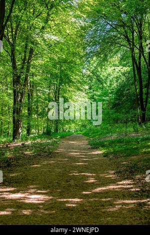 Un percorso attraverso i boschi nel Sussex, in un primo giorno d'estate Foto Stock