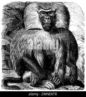 Hamadryas baboon, Papio hamadryas, (enciclopedia, 1885), Mantelpavian, Babouin hamadryas Foto Stock