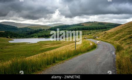 Llyn Nantycagal e pecore sulla strada dopo aver salito la salita di Bryn Mawr vicino a Talybont, Galles. Foto Stock