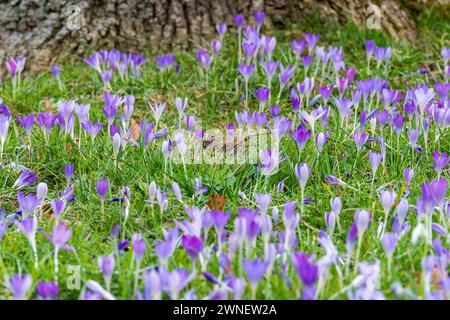 Augusta, Baviera, Germania - 1 marzo 2024: Fiori di croci che crescono in un prato in primavera *** Krokusse Blumen wachsen im Frühling auf einer Wiese Foto Stock