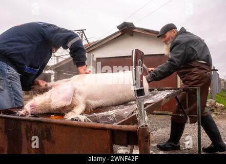 Malomirovo Bulgaria 2 marzo 2024: Balcani, una regione dell'Europa orientale, nota per il suo costo della vita relativamente elevato combinato con posti di lavoro a basso costo. Un aumento del costo della vita ha visto molte famiglie tornare ad alcune delle antiche culture tradizionali di allevamento del bestiame e macellazione di maiali pecore per la carne da condividere tra i teleself. Clifford Norton Alamy Live News Foto Stock