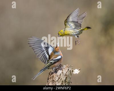 Aberystwyth, Ceredigion, Galles, Regno Unito. 2 marzo 2024. Un maschio chaffinch buccia i siskins lontano da una piccola area di alimentazione, ma spesso il sipello si ritorce. Queste interazioni sono comuni intorno ai dosatori di semi, ma l'azione è troppo rapida per essere eseguita; queste fotografie sono state scattate a 1/4000 o 5000 di secondo per congelare il momento. Crediti: Phil Jones/Alamy Live News Foto Stock