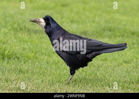 Rook (Corvus frugilegus) cawing Norfolk febbraio 2024 Foto Stock