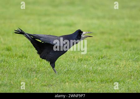 Rook (Corvus frugilegus) cawing Norfolk febbraio 2024 Foto Stock