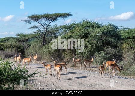 Serengeti, Tanzania, 27 ottobre 2023. impalas che cammina su una strada nel parco nazionale Foto Stock
