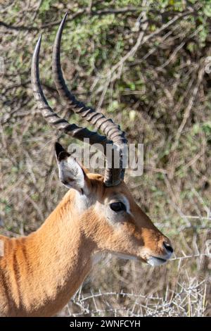 Serengeti, Tanzania, 27 ottobre 2023. primo piano di una testa d'impala Foto Stock