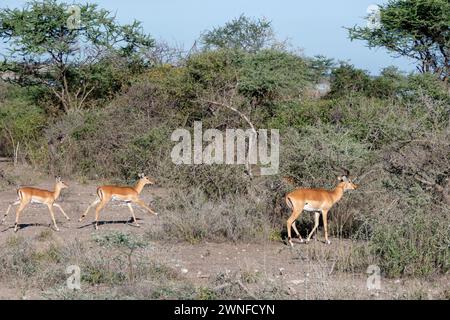 Serengeti, Tanzania, 27 ottobre 2023. impalas che cammina su una strada nel parco nazionale Foto Stock