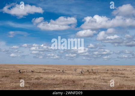 Serengeti, Tanzania, 27 ottobre 2023. paesaggio con impalate in pianura Foto Stock